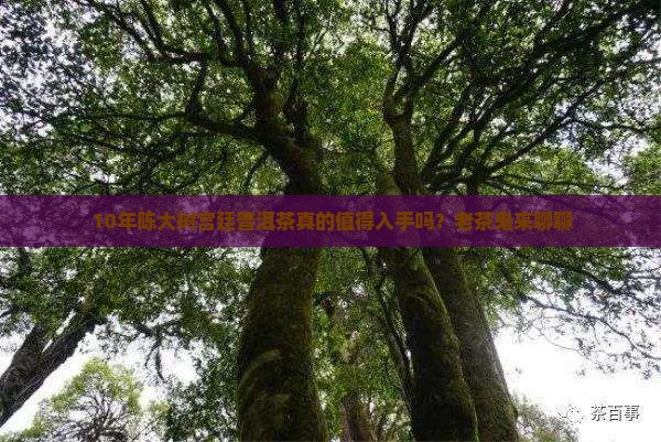 大树宫廷普洱茶好吗