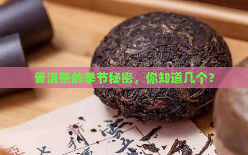 普洱茶的产茶季节