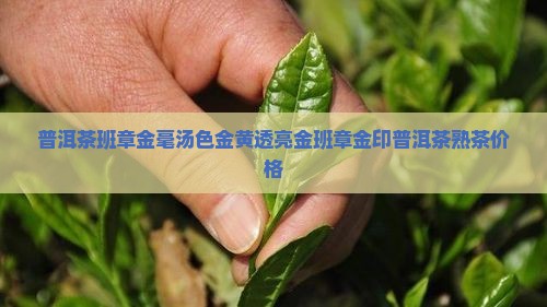普洱茶班章金毫汤色