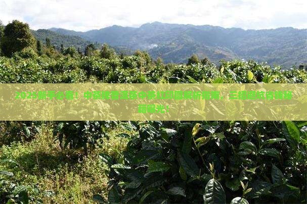 中茶牌普洱茶中茶红印圆