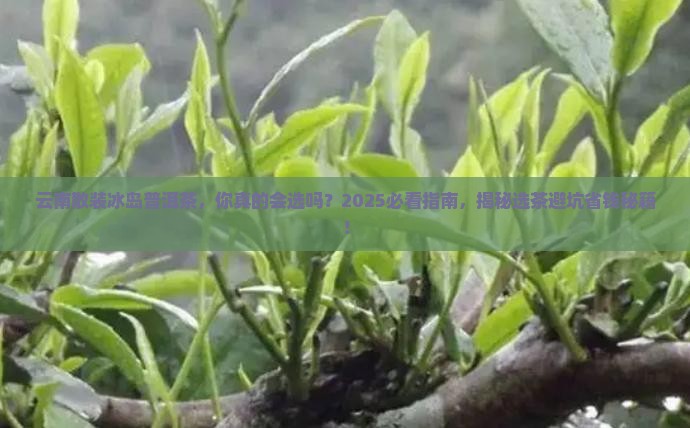 云南散装冰岛普洱茶