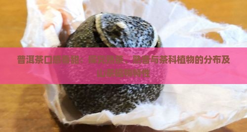 熟普洱茶口感香甜