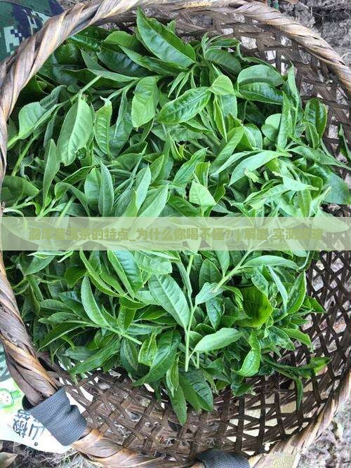 潞库普洱茶的特点
