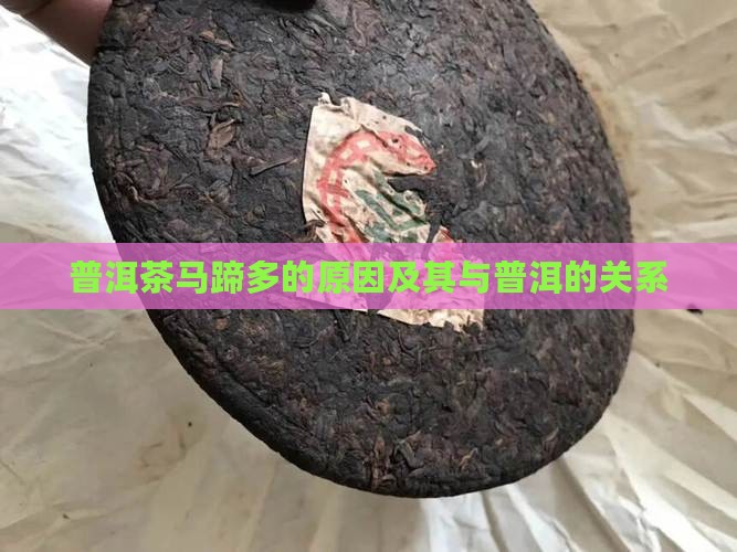 为什么古树普洱茶马蹄多 为什么古树普洱茶马蹄多