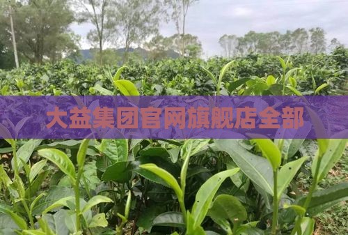 大益普洱茶官方旗舰店全部