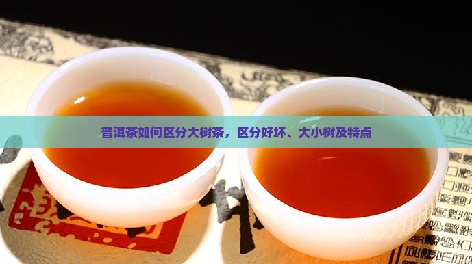 普洱茶如何区分大树茶