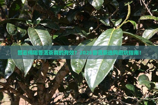 曾志伟喝普洱茶