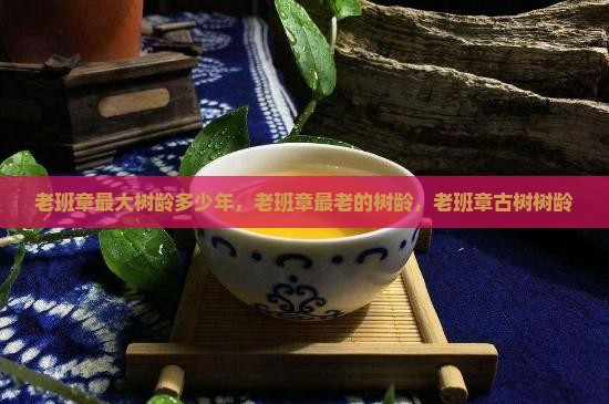 老班章最大树龄多少年 老班章最大树龄多少年