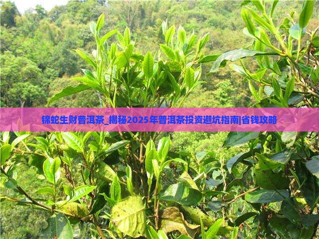 锦蛇生财普洱茶
