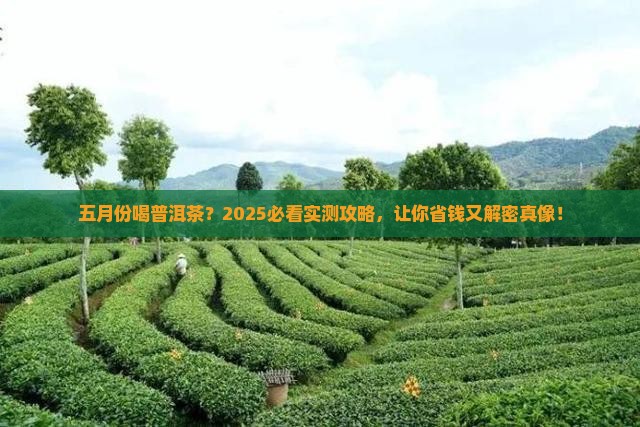 五月份喝普洱茶