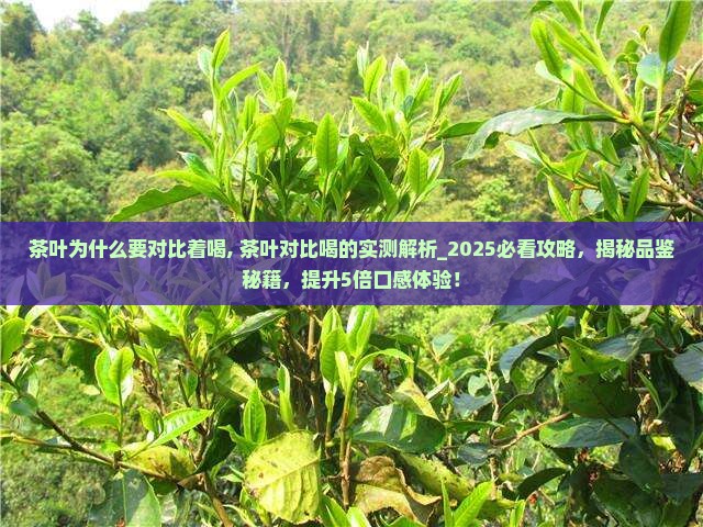 茶叶为什么要对比着喝
