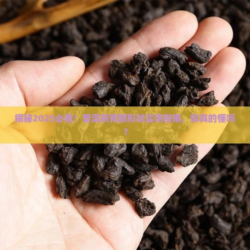 普洱茶的背部形状是什么