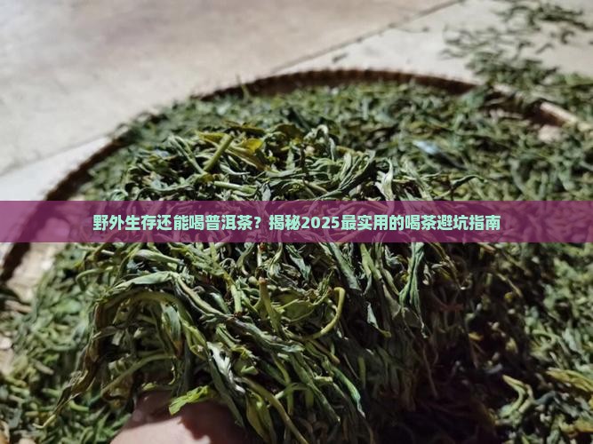野外生存喝普洱茶