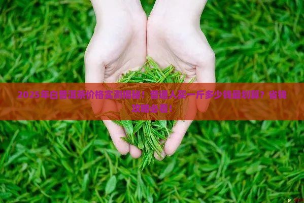 白普洱茶多少钱一斤合适