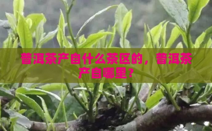 普洱茶产自什么茶区的