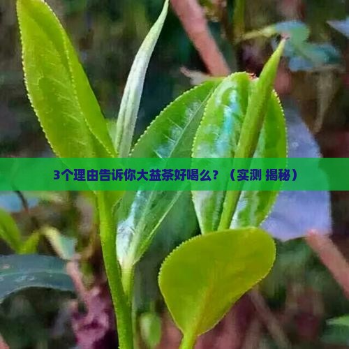 大益茶好喝么大益茶好不好喝