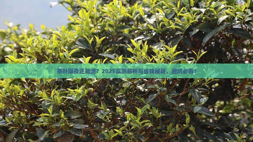 茶叶隔了一天还能泡吗 茶叶隔了一天还能泡吗