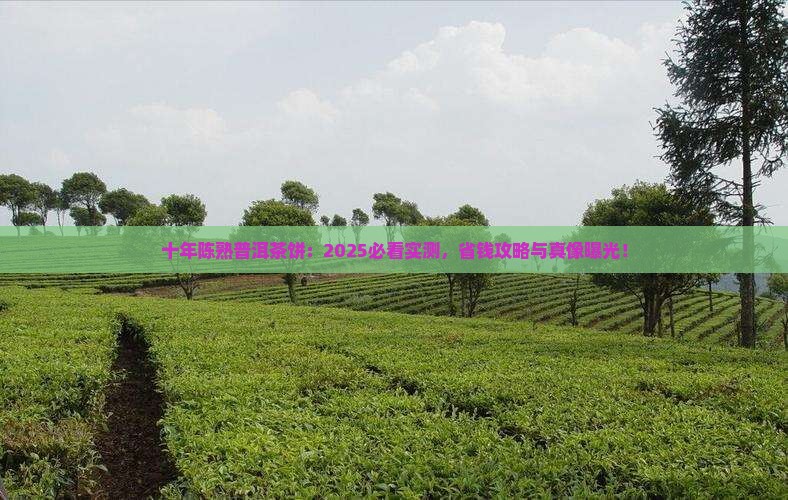 十年陈熟普洱茶饼