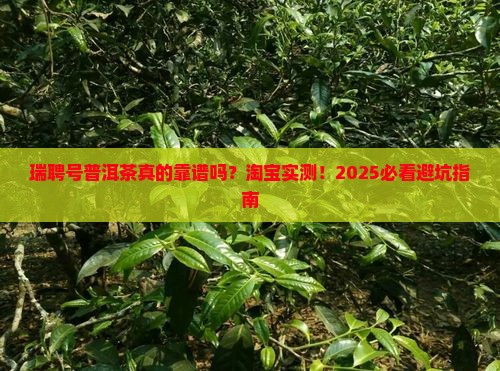 淘宝上瑞聘号普洱茶怎么样