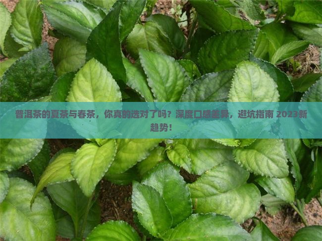 普洱茶的夏茶与春茶的区别