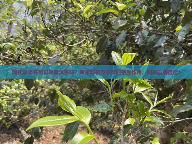 吃托瑞米芬可以喝普洱茶吗