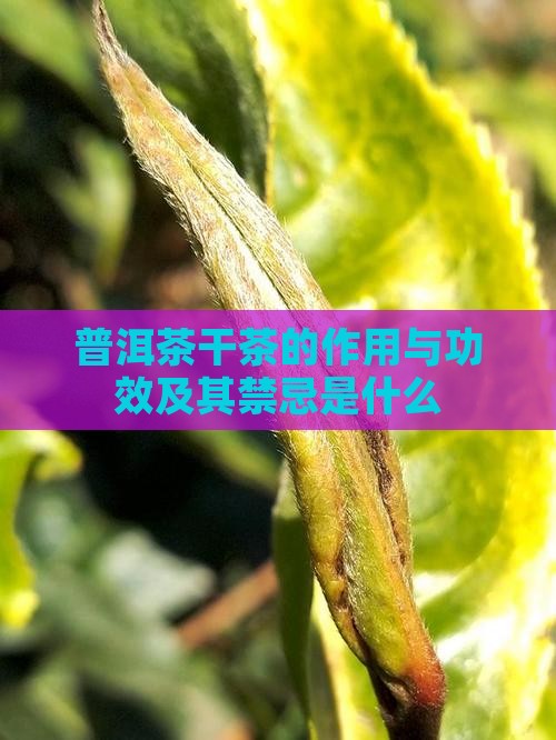 普洱茶干茶的作用与功效