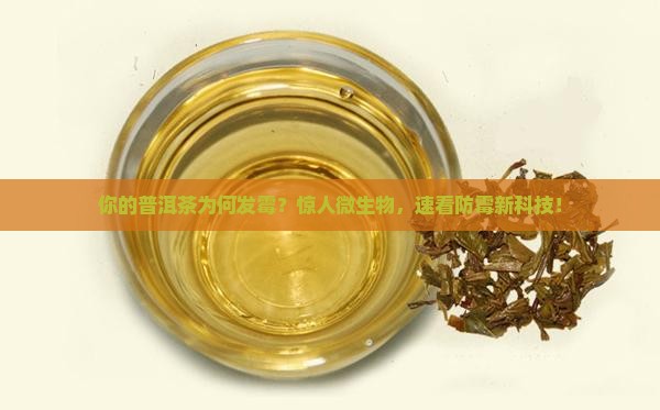 导致普洱茶发霉的微生物