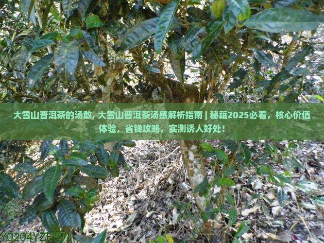 大雪山普洱茶的汤敢