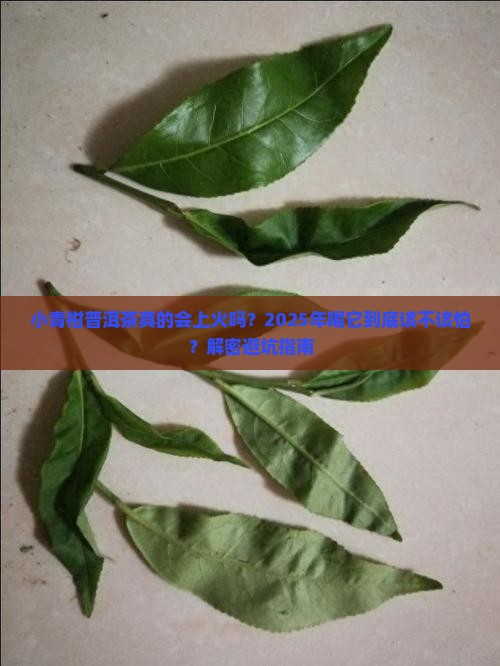 小青柑普洱茶上火还是下火