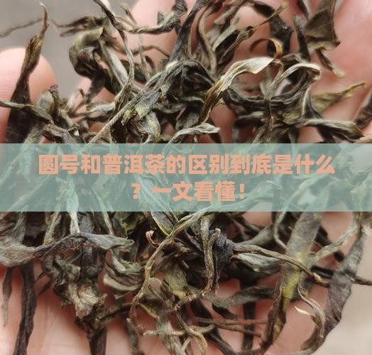 圆号和普洱茶的区别