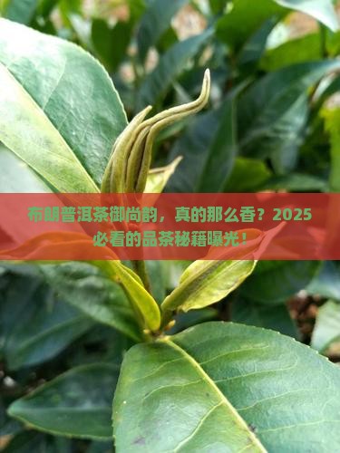 布朗普洱茶御尚韵