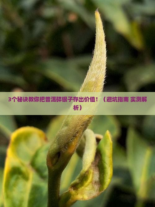 普洱碎银子怎样储存