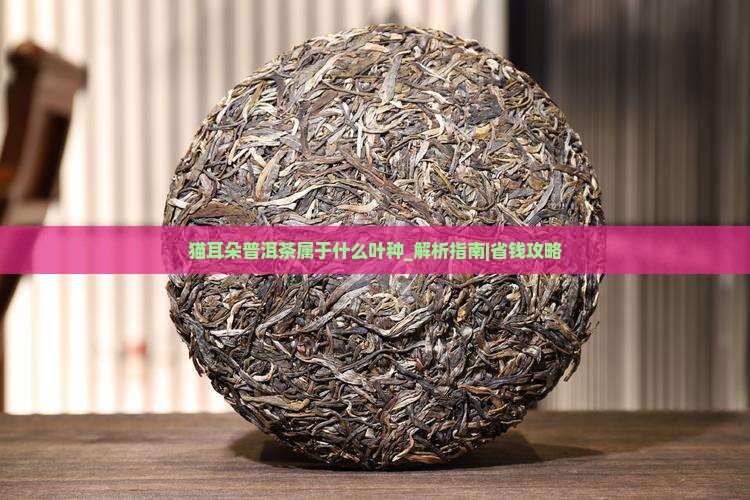 猫耳朵普洱茶属于什么叶种