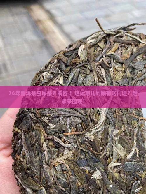 76年普洱茶虫屎茶
