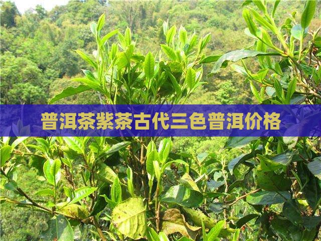 紫茶古树普洱茶