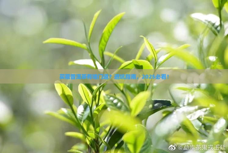 购买藏普洱茶有什么讲究吗