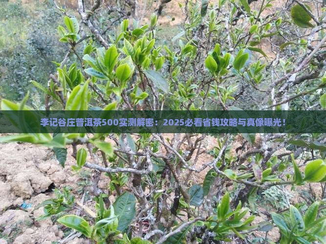 李记谷庄普洱茶500