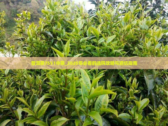 普洱茶7551中茶
