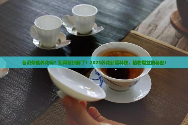 普洱茶能养花吗
