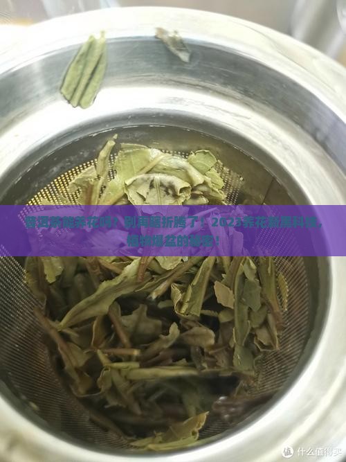 普洱茶能养花吗