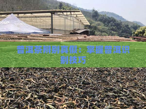 网络识别普洱茶