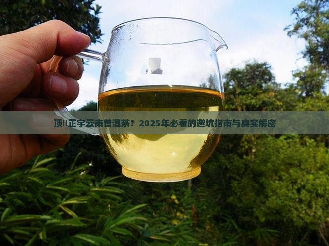 顶舊正字云南普洱茶