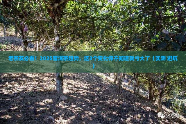 老同志普洱茶趋势