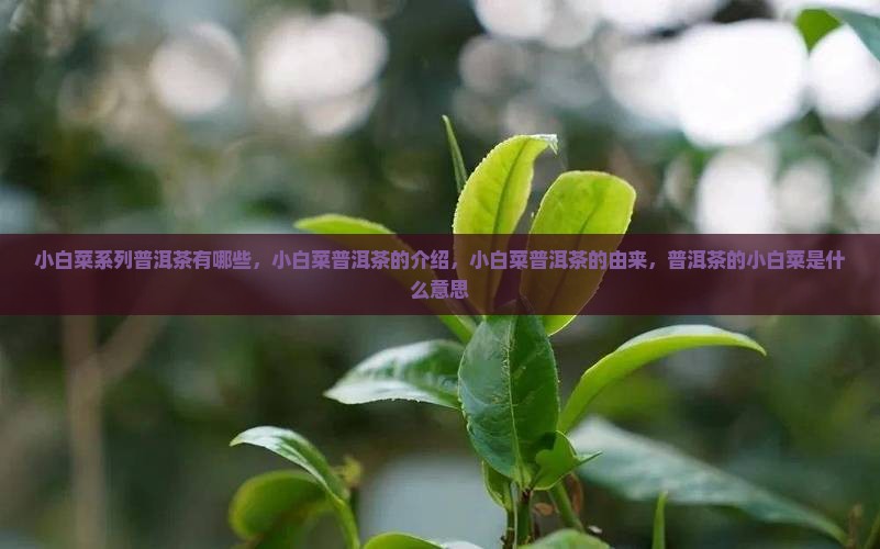 小白菜系列普洱茶