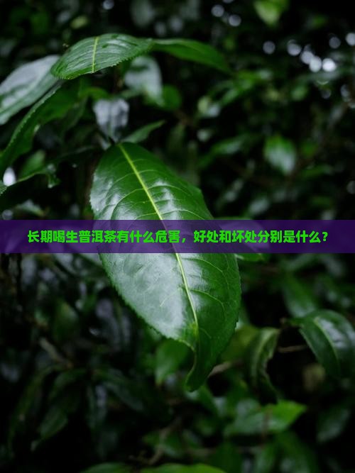 长期喝生普洱茶有什么危害