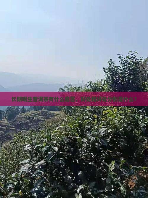 长期喝生普洱茶有什么危害