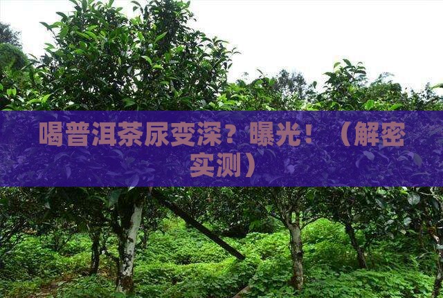 喝普洱茶尿颜色深