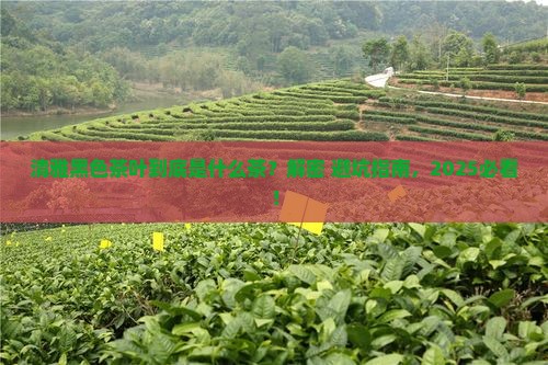 清雅黑色茶叶是什么茶