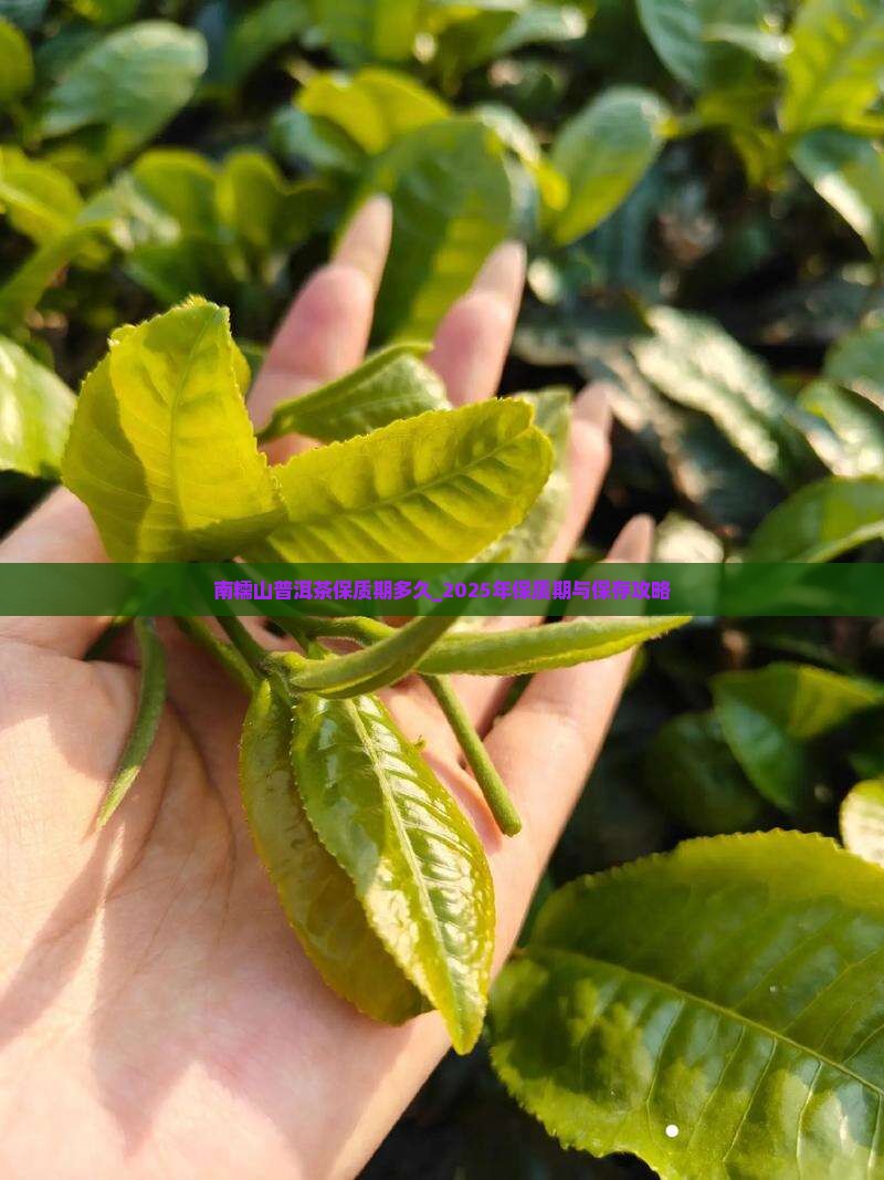 南糯山普洱茶保质期多久