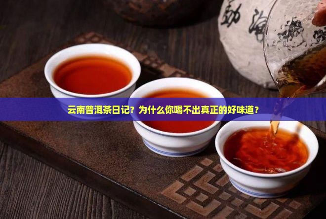 云南普洱茶日记